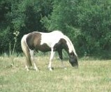 tobiano 