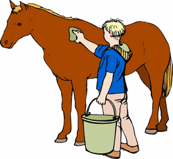 cleaning a horse