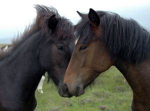 horses saying hello