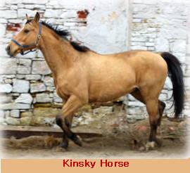 kinsky golden horse