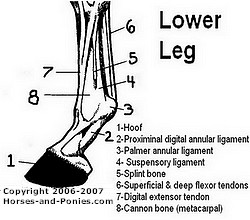 lower leg of horse