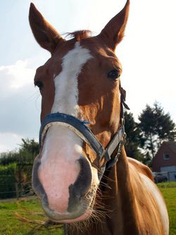 horse face and muzzle