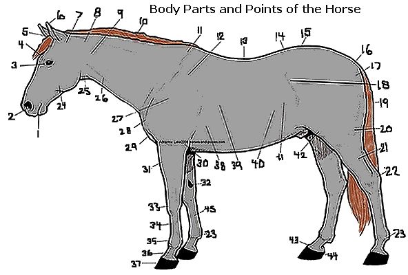 parts and points of a horse