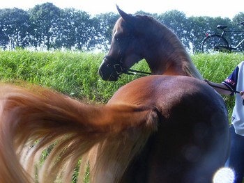 horse swishing tail