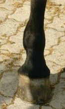 horse hoof
