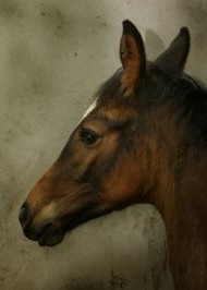 foal (10K)
