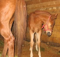 adopted horses