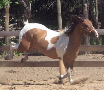 bucking