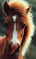 cutefoal (9K)