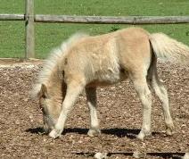 foal (12K)