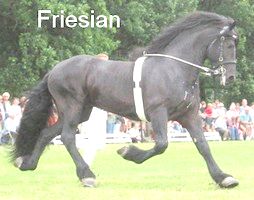 friesian