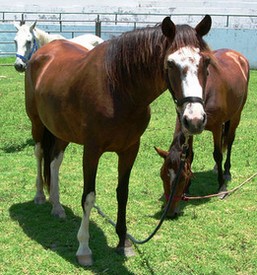 horses