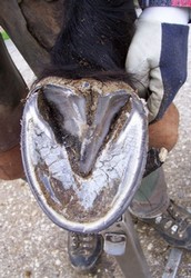 horse hoof