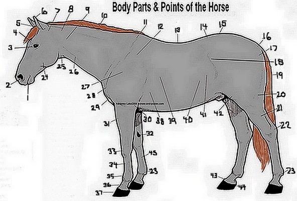 horseparts