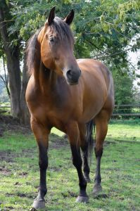 American quarter horse