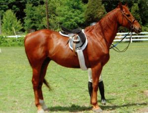 saddling up