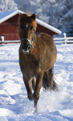 winterhorse (18K)