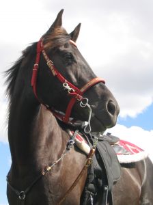 bridle (12K)