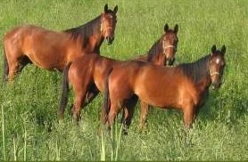 horsetrio (13K)