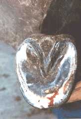 hoof abscess