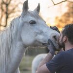 arabian horse and man