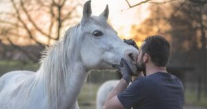 arabian horse and man