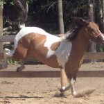 bucking horse