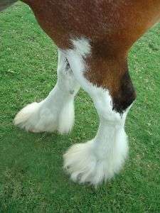 Lower leg of clydesdale horse