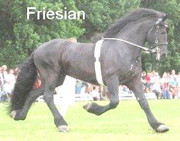 friesian horse