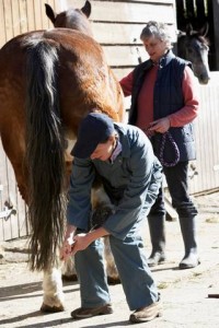 Vet checking a horse's foot