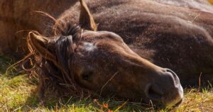 horse lying down