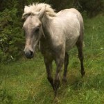 horse walking in field