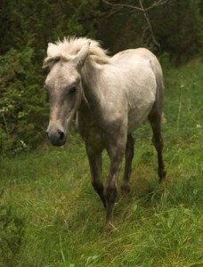 horse walking in field