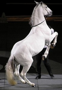 Lipizzaner Horse