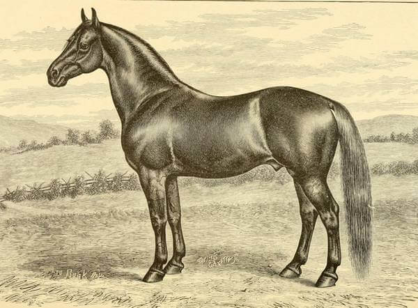 Morgan horse Herod