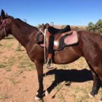 saddled morgan horse