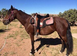 saddled morgan horse