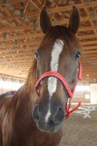 Arab horse wearing new halter