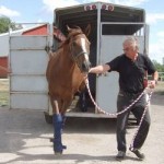 Horse coming off trailer