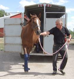 Horse coming off trailer