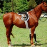 saddle on horse