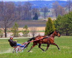 standardbred training