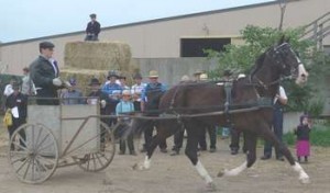 horse auction at St. Jacobs