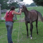 teaching horse ground manners