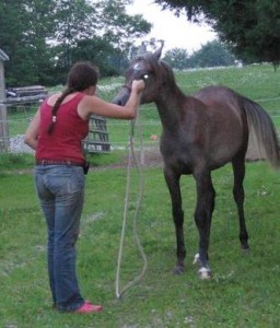 teaching horse ground manners