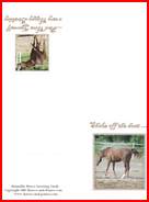 horse shaking off dust card