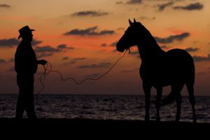 horse and trainer