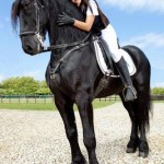 trust between horse and rider
