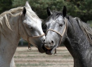 two horses