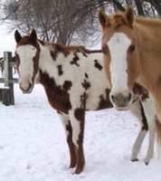 Two paint horses